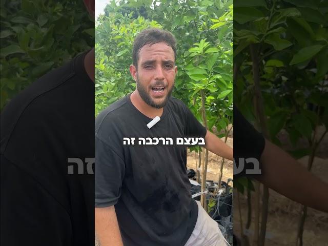 מה זה הרכבת עין? חלק ב׳ להרכבות. #חקלאות #פירות #משתלה