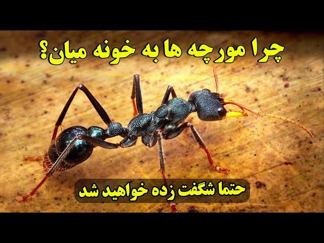 اگه علت آمدن مورچه ها در خانه رو بشنوین، حتما تعجب میکنین! - داستان شگفت انگیز مورچه ها | ISA TV