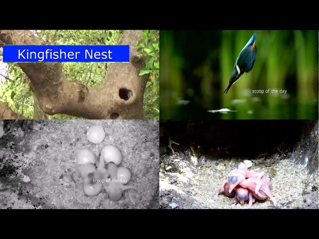 Stork billed Kingfisher documentary Dive Fish catching Nest Eggs chicks Pelargopsis capensis