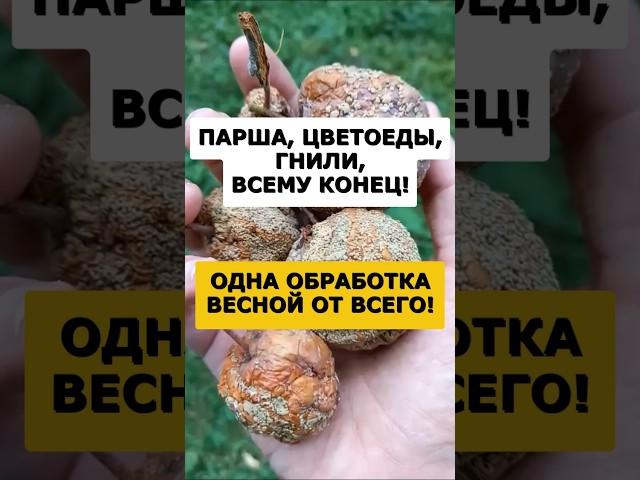 Секрет старого биолога от всех вредителей и болезней сада. Всего 1 обработка весной! #огород #сад