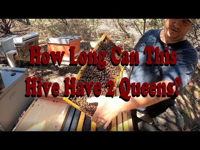 Checking If We Still Have 2 Queens In 1 Bee hive
