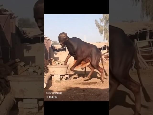 Wait wait #funny  #shorts