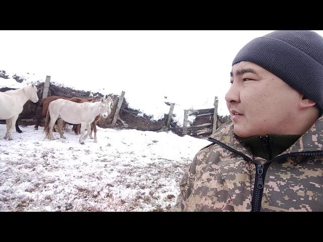 КХ "Жыңғылды" Торғай
