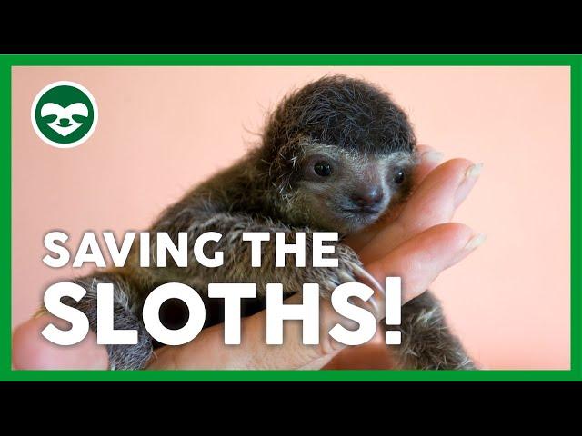 Saving the Planet´s Slowest Mammal | The Sloth Conservation Foundation