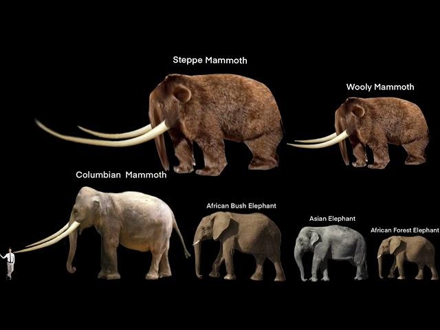 Mammoths and elephants