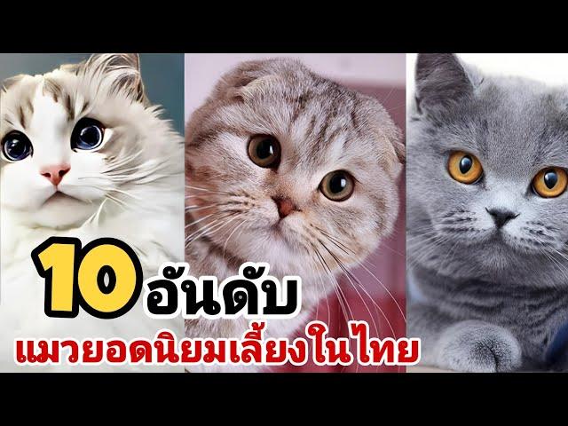 10 แมว นิยมเลี้ยงในประเทศไทย