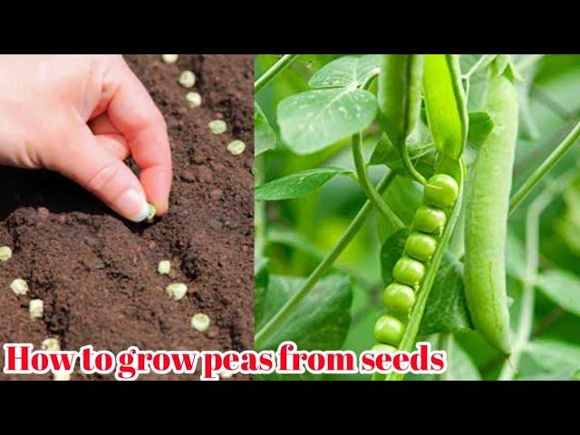 How to grow Green peas from seeds || Growing peas in containers | छत पर गमलो में मटर उगाये