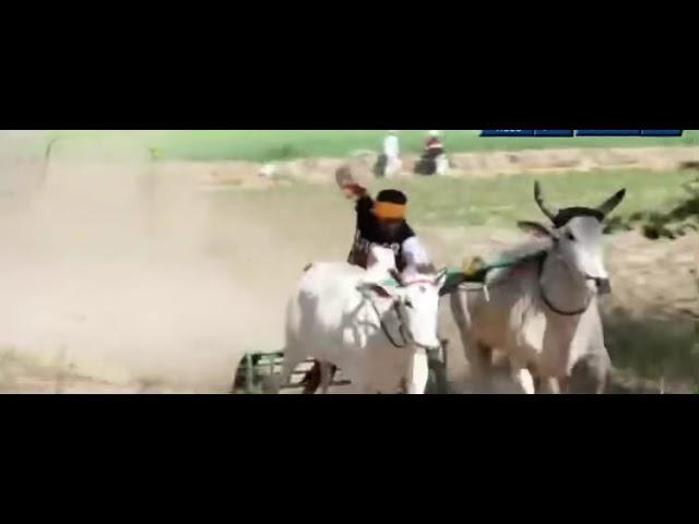 Katari Ox nd sultan ox race #oxraces  #oxracepunjab #justiceforsidhumoosewala #new #viral