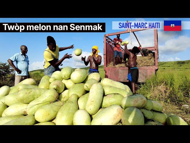 Senmak ka bay plizyè million dollars nan pwodwi melon sèlman ~ lapli tonbe peyizan yo kontan