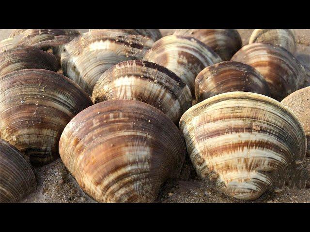 Xiao Ni Ganhai, there are a lot of super large clams on the beach, everywhere