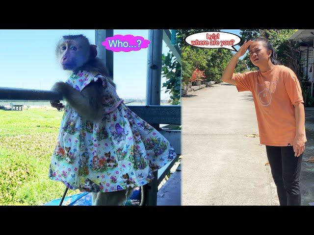 Lyly... where are you??? Monkey Lyly sneaked out and made her mother look for her.