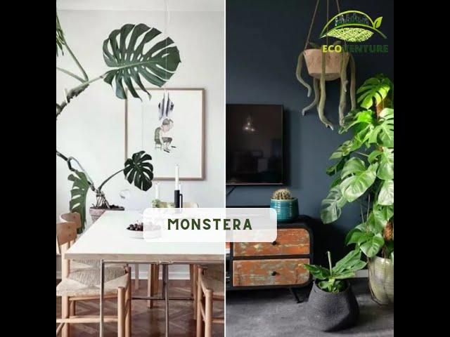 Best House Plants for Interior Design