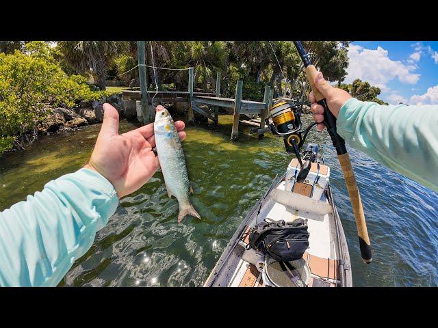 Fishing Florida Saltwater Residential Docks with Live Mullet!!