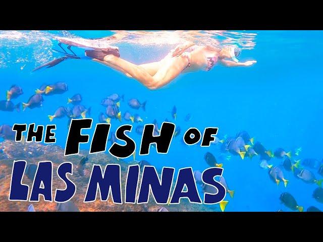 The Fish of Las Minas, Costa Rica