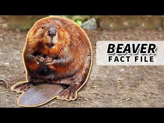 Beaver Facts: Fun Facts About the Busiest Animals | Animal Fact Files