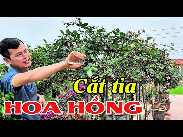 Cắt tỉa Hoa Hồng sau Tết giúp cây phát triển mạnh