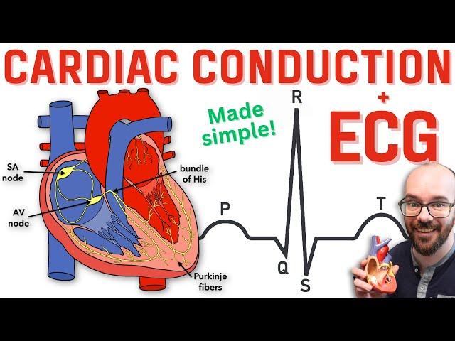 Heart Conduction System & ECG (EKG)