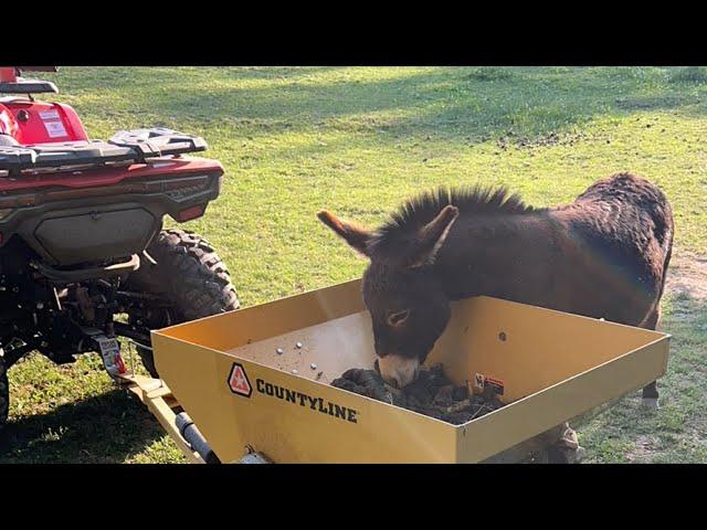 Fate Farms PA is going live! Sunday funday poop scooping with Mrs. fate farms