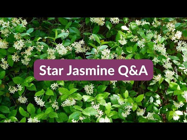 STAR JASMINE: ANSWERING YOUR QUESTIONS / JoyUsGarden