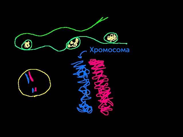 Хромосомы, хроматиды, хроматин и т.п. (видео 12)| Деление Клетки | Биология