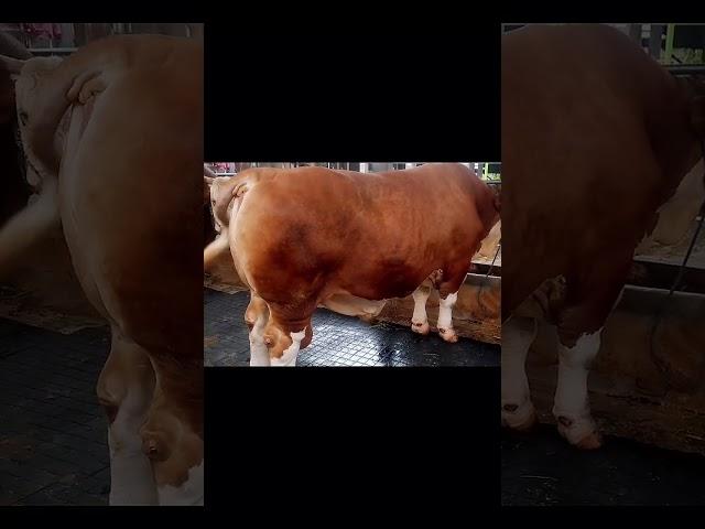 sapi super jumbo melimpah di jakarta selatan #sapijumbongamuk #sapi #cow #sapisuperjumbo #sapijumbo