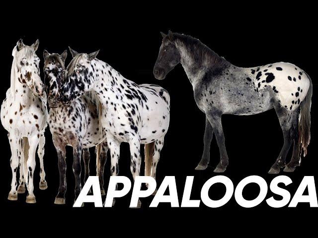 Equine 411: Appaloosa