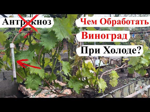Чем НУЖНО ОБРАБАТЫВАТЬ Виноград ХОЛОДНОЙ Весной / АНТРАКНОЗ не ПРОЙДЁТ!