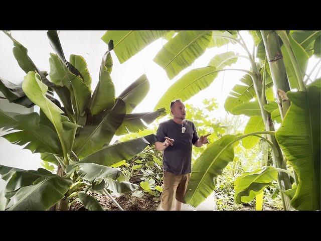 CANADIAN GREENHOUSE WITH BANANAS!