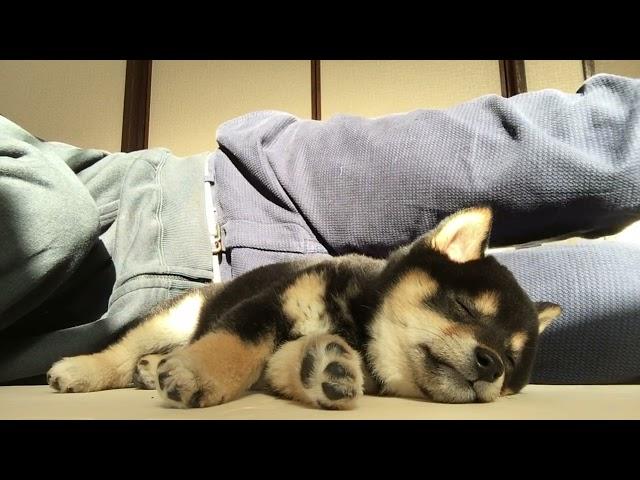 【ぬいぐるみ期】柴犬の子犬がうとうとしてる破壊力はヤベェ