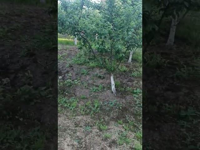 #дім #сад #город #україна #дома #ukraine #весна2025