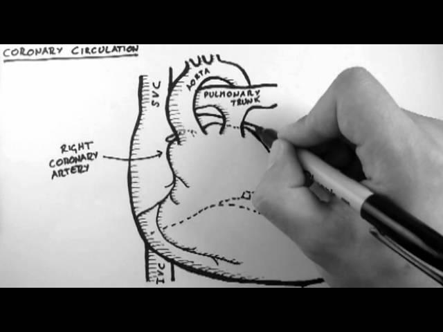 Coronary Circulation