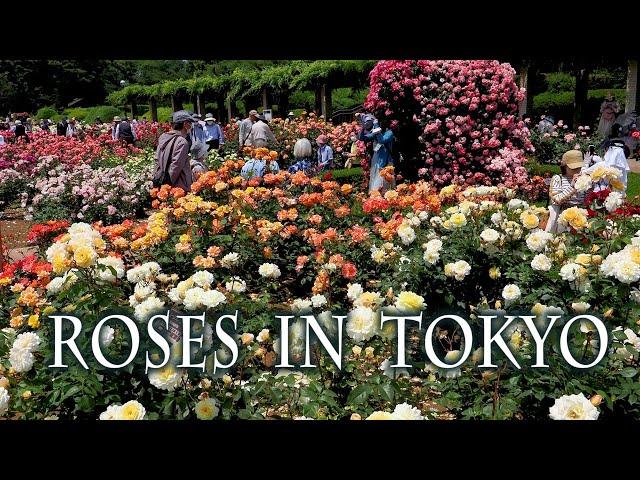 Roses In TOKYO. Jindai Botanical Gardens 2023 Spring. 東京でバラが満開 #rose #roses #ばら