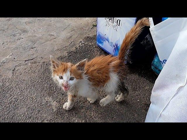 rescue a poor homeless kitten abandoned from the street