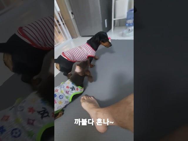 엄마강아지에게 까불다가 혼남