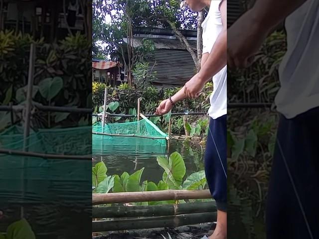 Catching Native Tilapia #shorts #youtubeshorts #shortvideos #fishing #fishingvideos #nativetilapia