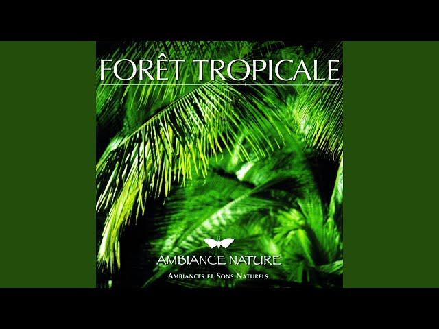 Ambiance Foret tropicale 3