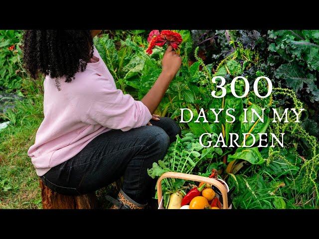 Lawn to food abundance - 300 Day allotment transformation