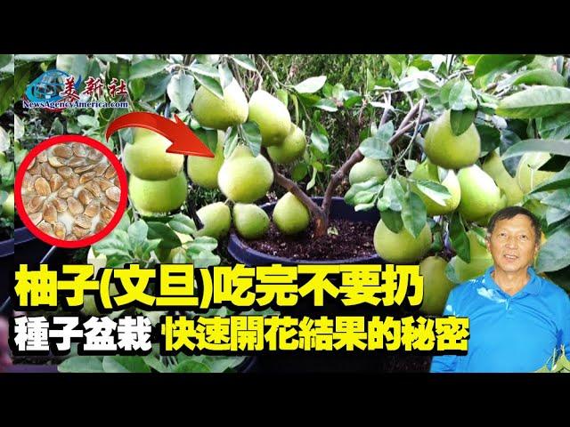 The secret of seeding grapefruit trees quick flowering and fruiting