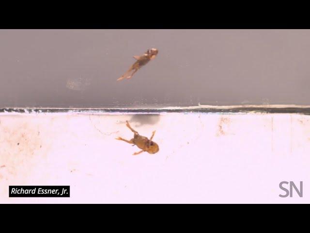 These tiny frogs are really bad at landing jumps | Science News