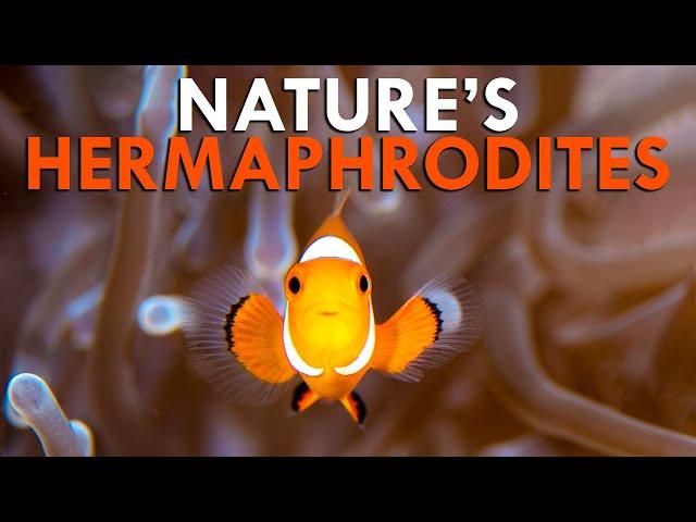 Sequential Hermaphroditism: Why Some Male Animals Grow To Lay Eggs