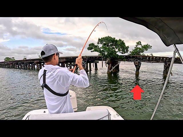 Fish on Every Piling! | Mangrove Snapper CCC