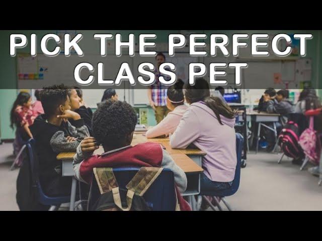 Teachers! Which CLASS PET is right for you?