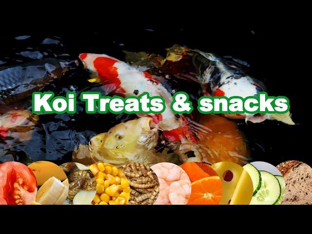 Koi food Treats and Feeding | Feeding Koi experiment