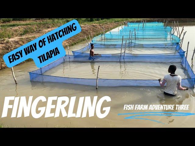 How to hatch tilapia fingerling without water change using probiotics | Fish farm adventure 3