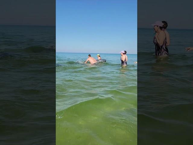 Анапа! Не трогайте дельфинов! Они дикие! 