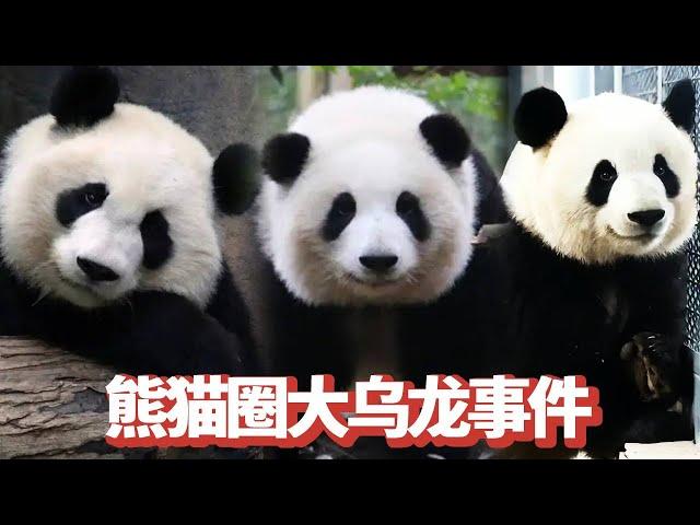 This is definitely a big own goal for the Panda! Who would have thought that Mei Lan  the father of