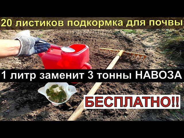 20 листков... Подкормка для почвы ГОРАЗДО БОГАЧЕ ЧЕМ НАВОЗ И БЕСПЛАТНО!  Пролейте этим землю осенью