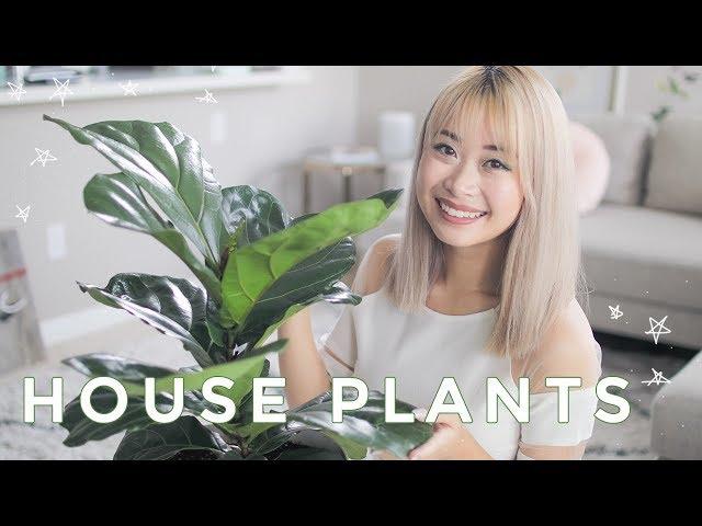 Best Indoor Plants | Cute House Plants That Clean The Air 