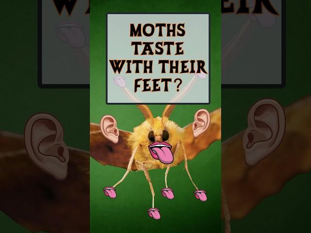 Moths can taste with their feet!