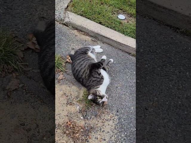 STRAY Cat ‍⬛️ does THIS to get Food Right MEOW! It is soooo darn CUTE  Please  & Comment, 